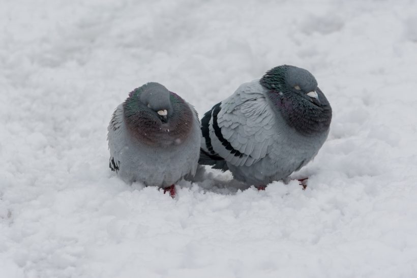 Birds cuddling in snow